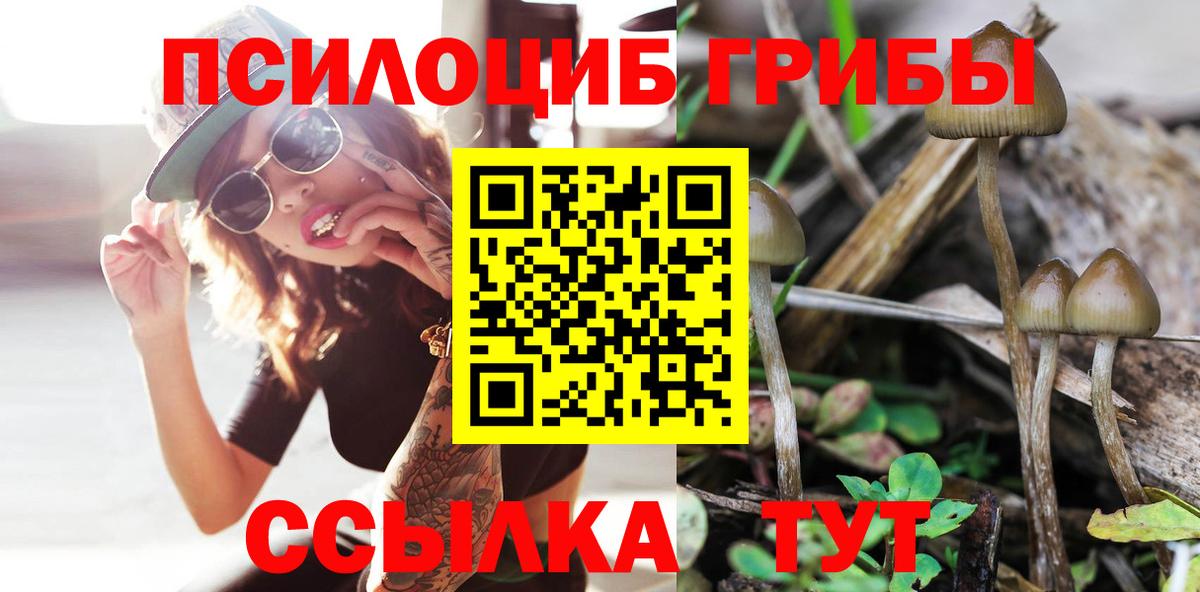 Галлюциногенные грибы Psilocybe Химки